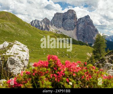 Monte Pelmo, Blick auf die roten Bergblumen des Monte Pelmo, Südtirol, Alpen Dolomiten, Italien Europa Stockfoto