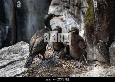 Nest mit drei Küken der Seevögelart Shag (Gulosus aristotelis) auf der Isle of May im Firth of Forth bei Anstruther in Schottland Stockfoto