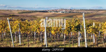 Weinberg, Herbst im Weinberg, gelbe Weinpflanzen, Dorf Vrbice, Südmähren, Tschechische Republik Stockfoto