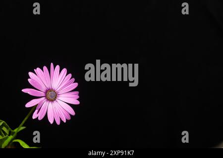 Elegante Blume in Rosa auf schwarzem Hintergrund. Stockfoto