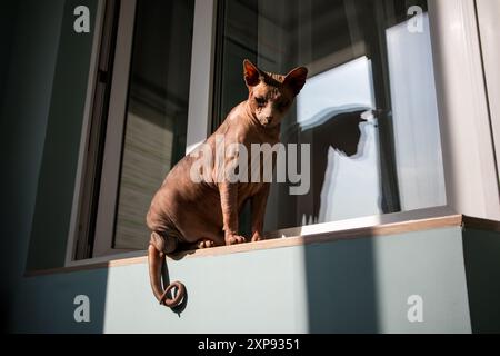 Eine kahle kanadische Sphynx-Katze sitzt an einem sonnigen Tag mit kontrastierenden Schatten auf einer Fensterbank auf einem Balkon. Haustier. Katzentier im modernen Innenraum. Stockfoto