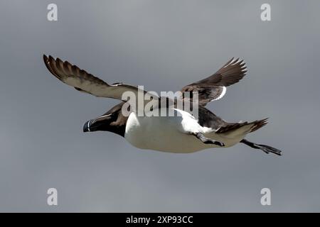 Seevögelart Razorbill (Alca Torda) Fliegt Auf Der Isle Of May Im Firth Of Forth Bei Anstruther In Schottland Stockfoto