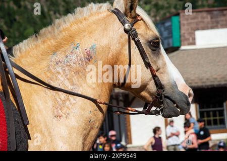 Ein wunderschönes Pferd, das mit Farbe dekoriert ist, nimmt an der Parade auf der Hauptstraße während der Feierlichkeiten am 4. Juli in der Bergstadt Ouray, Colorado, Teil. Stockfoto