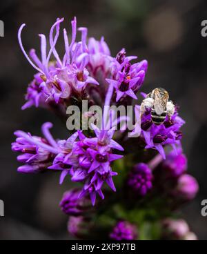 Violette Blume mit Hummel – Ein Foto in leuchtenden Farben, das eine Hummel auf einer violetten Blume zeigt und die Schönheit der Natur unterstreicht. Stockfoto