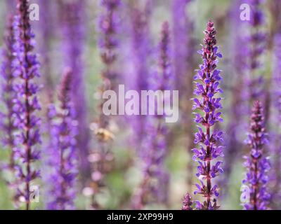 Natürlicher Sommer Hintergrund mit blühenden lila Blumen von Waldsalbei oder Balkan clary oder Salvia nemorosa. Stockfoto