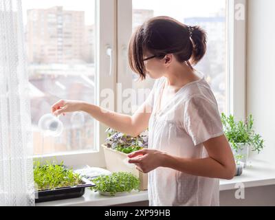 Die Frau gießt Zimmerpflanzen und Mikrogrüns auf dem Fensterbrett. Anbau von essbarem Bio-Basilikum, Rucola, Mikrogrün von Kohl für eine gesunde Ernährung. Garde Stockfoto