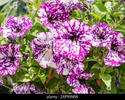 Natürlicher Sommerhintergrund mit fleckigen Petunien. Lila Blüten mit weißen Punkten auf Blütenblättern zwischen grünen Blättern. Stockfoto