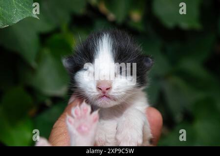 Ein Kätzchen, dessen Augen sich noch nicht geöffnet haben. Stockfoto