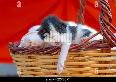 Ein Kätzchen, dessen Augen sich noch nicht geöffnet haben. Stockfoto