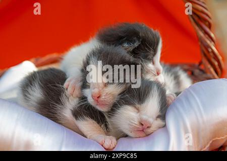 Ein Kätzchen, dessen Augen sich noch nicht geöffnet haben. Stockfoto