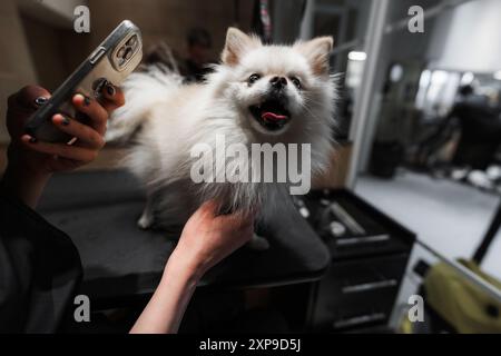 Happy Fluffy Dog wird am hellen Nachmittag im PET Salon gepflegt Stockfoto