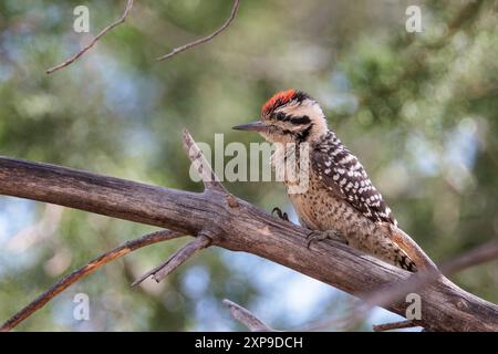 Ladder-Backed Specht Stockfoto