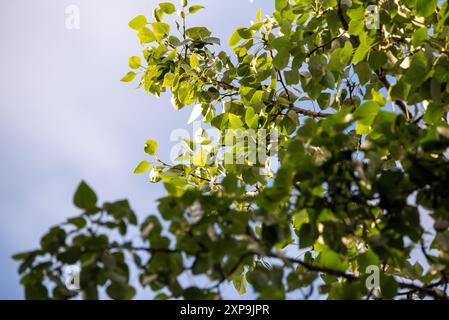 Nahaufnahme von grünen Blättern mit Schneckenspuren. Im Norden Kanadas während der Sommerzeit. Stockfoto