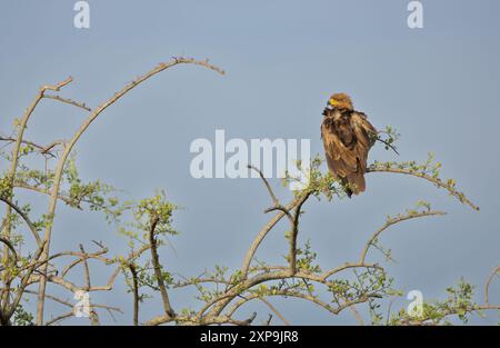 Tawny-Adler hoch oben auf einem Baumwipfel. Westliche Serengeti. Grumeti. Serengeti Nationalpark, Tansania. Stockfoto