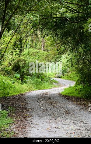 Capture Green Urban Trails werden zu einer Top-Wahl für Stadtbewohner, die Freizeit und Bewegung suchen, und bieten eine natürliche Zuflucht und gesundheitliche Vorteile. Stockfoto