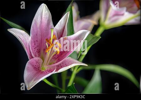 Nahaufnahme einer atemberaubenden, leuchtend rosa Lilienblüte mit weißen Farbverläufen, vollständig offenem und gesund aussehendem Hintergrund, Design, Flora. Stockfoto