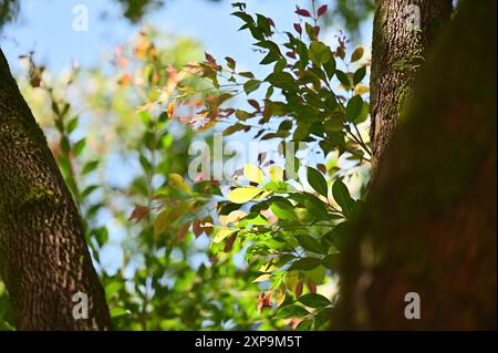 Ein malerischer Sommertag mit Sonnenlicht, das durch üppige Äste strömt, vor einem leuchtend blauen Himmel. Stockfoto