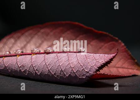 Nahaufnahme eines roten, violetten Blattes mit Wassertröpfchen auf dem Blattrücken. Auf schwarzem Hintergrund. Stockfoto