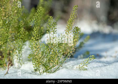 Grüner, üppiger Busch, Aufnahme in verschneite Landschaft mit weißem Grund. Aufgenommen kurz nach dem ersten Schneefall im Oktober im Yukon Territory, Kanada. Stockfoto