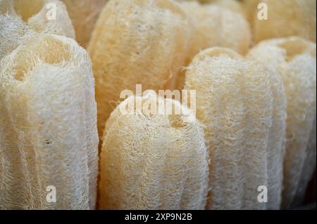 Luffa, nicht nur eine köstliche Zutat, sondern auch ein natürliches umweltfreundliches Reinigungswerkzeug. Seine dichten Fasern und Saponine machen ihn ideal zum Schrubben von Töpfen Stockfoto