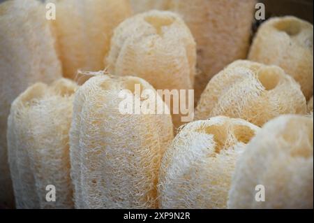 Luffa, nicht nur eine köstliche Zutat, sondern auch ein natürliches umweltfreundliches Reinigungswerkzeug. Seine dichten Fasern und Saponine machen ihn ideal zum Schrubben von Töpfen Stockfoto