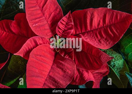 Weihnachtsblume die Weihnachtsstern Pflanze mit hellroten Blättern, riesigen großen Blättern und Blume füllt den ganzen Rahmen für Hintergrund, Tapeten, Weihnachten, fest Stockfoto