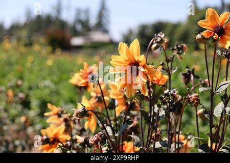 Golden Hour Dahlien Stockfoto