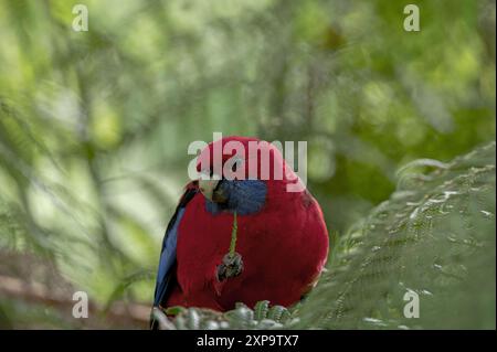 Crimson rosella thront auf einem Zweig, der ein Blatt mit verschwommenem grünem Hintergrund hält. Platz zum Kopieren. Stockfoto