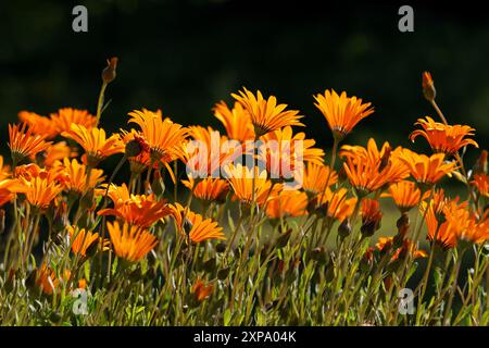 Farbenfrohe, blühende Namaqualand-Gänseblümchen (Dimorphotheca sinuata), Nordkap, Südafrika Stockfoto