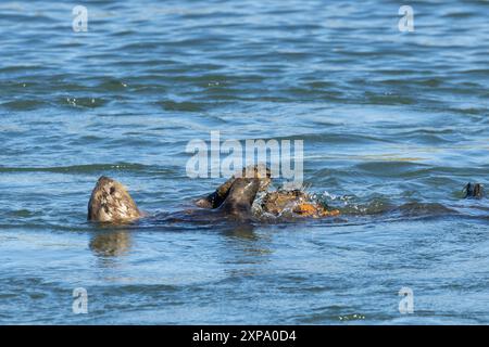 Ein Südseeotter (Enhydra lutris nereis) schlägt eine Muschelschale auf einen Felsen, der auf seiner Brust gehalten wird, um sie in der Nähe von Monterey, Kalifornien, zu öffnen. Stockfoto