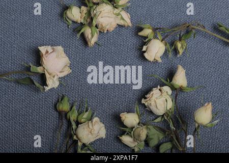 Getrocknete beige Rosen. Vor dem Hintergrund der grauen Textur des Gewebes. Stockfoto