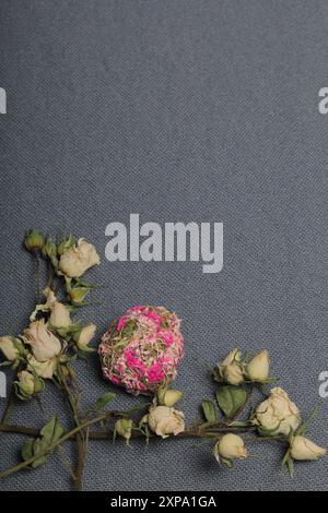 Getrocknete beige Rosen. Vor dem Hintergrund der grauen Textur des Gewebes. Neben einer dekorativen Kugel aus getrocknetem Gras in verschiedenen Farben. Stockfoto