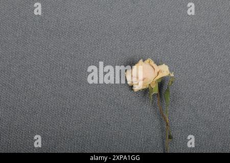 Getrocknete beige Rose. Vor dem Hintergrund der grauen Textur des Gewebes. Stockfoto