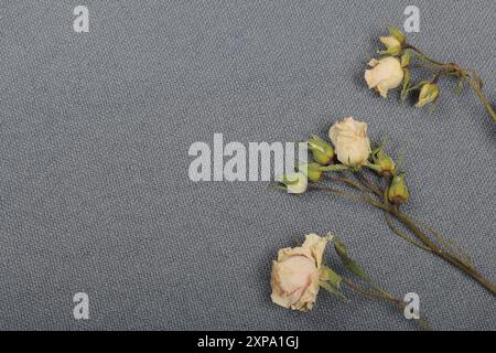 Getrocknete beige Rosen. Vor dem Hintergrund der grauen Textur des Gewebes. Stockfoto