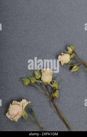 Getrocknete beige Rosen. Vor dem Hintergrund der grauen Textur des Gewebes. Stockfoto