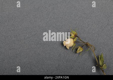 Getrocknete beige Rosen. Vor dem Hintergrund der grauen Textur des Gewebes. Stockfoto