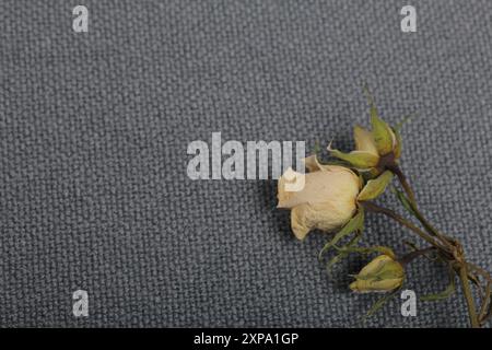 Getrocknete beige Rosen. Vor dem Hintergrund der grauen Textur des Gewebes. Stockfoto