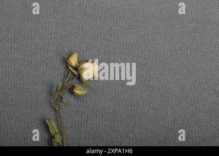 Getrocknete beige Rosen. Vor dem Hintergrund der grauen Textur des Gewebes. Stockfoto