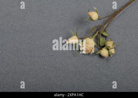 Getrocknete beige Rosen. Vor dem Hintergrund der grauen Textur des Gewebes. Stockfoto