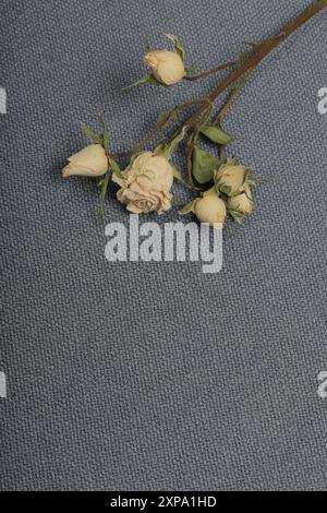 Getrocknete beige Rosen. Vor dem Hintergrund der grauen Textur des Gewebes. Stockfoto