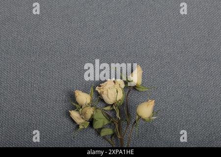 Getrocknete beige Rosen. Vor dem Hintergrund der grauen Textur des Gewebes. Stockfoto