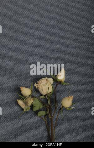 Getrocknete beige Rosen. Vor dem Hintergrund der grauen Textur des Gewebes. Stockfoto