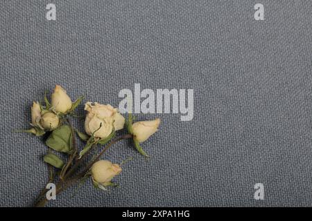 Getrocknete beige Rosen. Vor dem Hintergrund der grauen Textur des Gewebes. Stockfoto