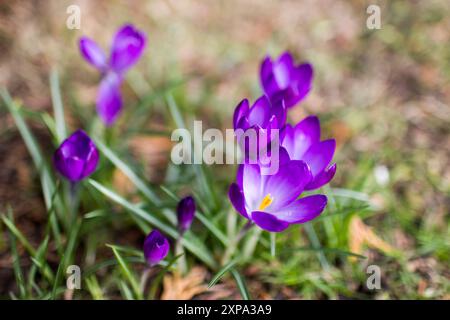 krokusblumen - eine der Frühlingsblumen Stockfoto