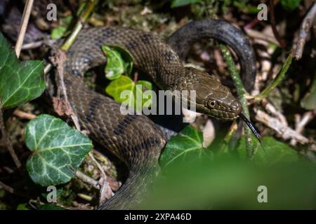 Die Würfelschlange Natrix tessellata wird am 17. Januar 2024 in der Schweiz gesehen Stockfoto