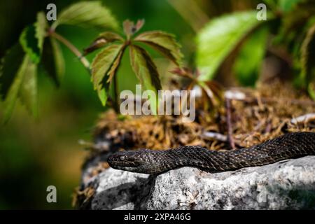 Die Würfelschlange Natrix tessellata wird am 17. Januar 2024 in der Schweiz gesehen Stockfoto