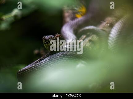 Die Würfelschlange Natrix tessellata wird am 17. Januar 2024 in der Schweiz gesehen Stockfoto