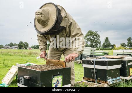 TOLBERT – die schwarze Biene (APIs mellifera mellifera) ist eine robuste Honigbiene. Diese einheimische Bienenart war fast ausgestorben. Glücklicherweise sind die schwarzen Bienen wieder auf dem Vormarsch unter den Imkern. In Bildern: Imker Lodewijk Ten haben von der Imkerei de Bijenhave seine Schwarzen Bienenvölker auf einer nachhaltigen Erdbeerfarm überprüft. Tolbert, Westerkwartier, Groningen, Niederlande. ANP / Hollandse Hoogte / Marcel Berendsen niederlande aus - belgien aus Stockfoto