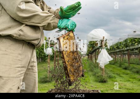 TOLBERT – die schwarze Biene (APIs mellifera mellifera) ist eine robuste Honigbiene. Diese einheimische Bienenart war fast ausgestorben. Glücklicherweise sind die schwarzen Bienen wieder auf dem Vormarsch unter den Imkern. In Bildern: Imker Lodewijk Ten haben von der Imkerei de Bijenhave seine Schwarzen Bienenvölker auf einer nachhaltigen Erdbeerfarm überprüft. Tolbert, Westerkwartier, Groningen, Niederlande. ANP / Hollandse Hoogte / Marcel Berendsen niederlande aus - belgien aus Stockfoto