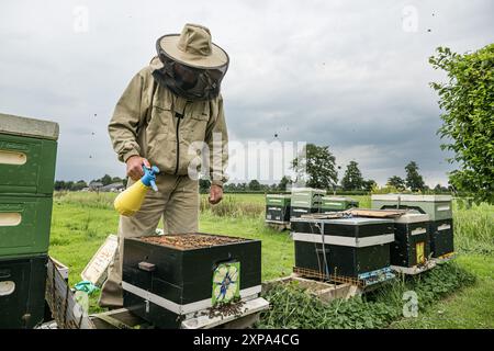 TOLBERT – die schwarze Biene (APIs mellifera mellifera) ist eine robuste Honigbiene. Diese einheimische Bienenart war fast ausgestorben. Glücklicherweise sind die schwarzen Bienen wieder auf dem Vormarsch unter den Imkern. In Bildern: Imker Lodewijk Ten haben von der Imkerei de Bijenhave seine Schwarzen Bienenvölker auf einer nachhaltigen Erdbeerfarm überprüft. Tolbert, Westerkwartier, Groningen, Niederlande. ANP / Hollandse Hoogte / Marcel Berendsen niederlande aus - belgien aus Stockfoto